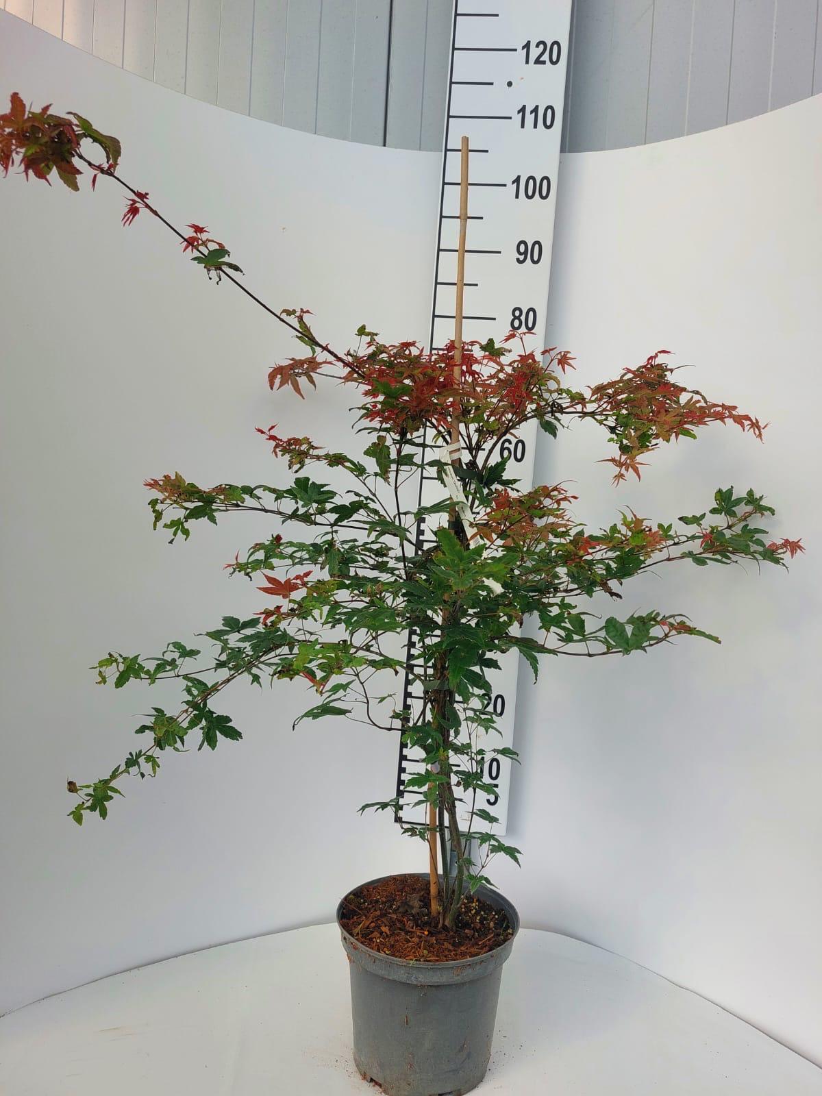 Клен веерный Дешойо